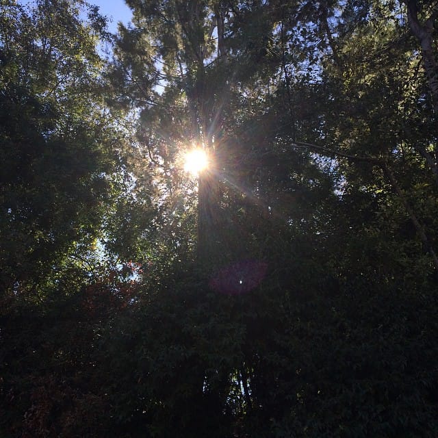 At Craig Park for our EvFree Fullerton Rooted Prayer Experience. With all the allergens in the air & stuff. Post image