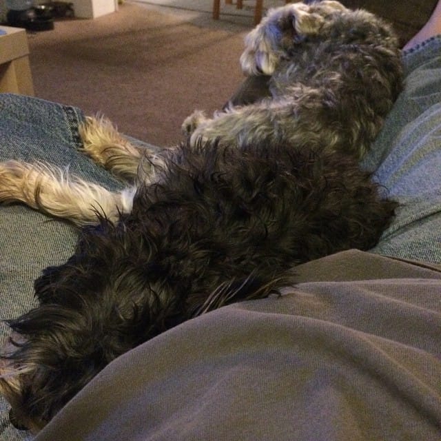 My lil dogs hanging out watching TV with me. Post image