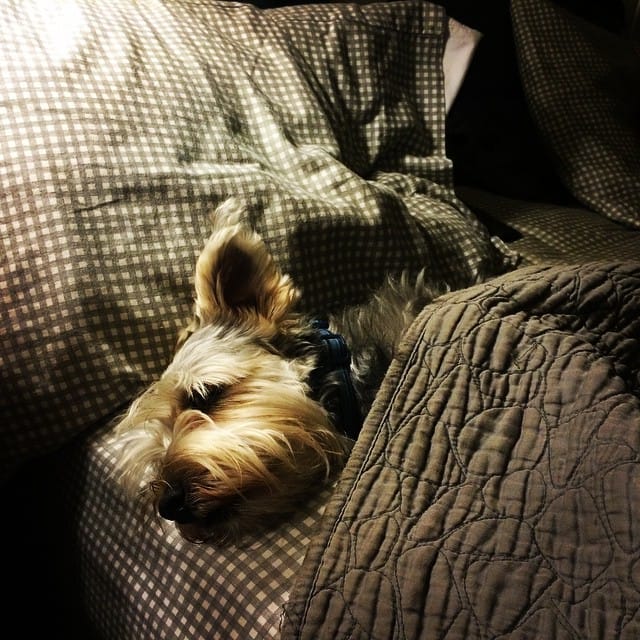 Mr Lincoln took my spot. #schnauzer #dog #bed Post image