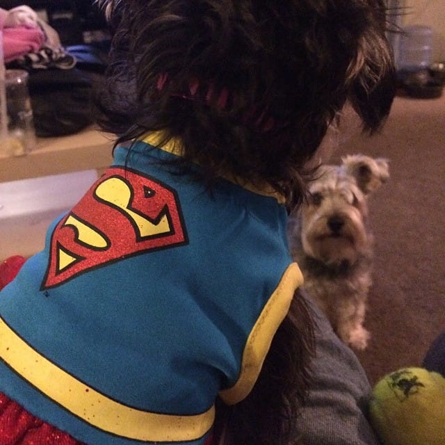 Lincoln looks up at Super Twinkle he's waiting for someone to throw him the tennis ball. #dogs #schnauzer #halloween #costume Post image