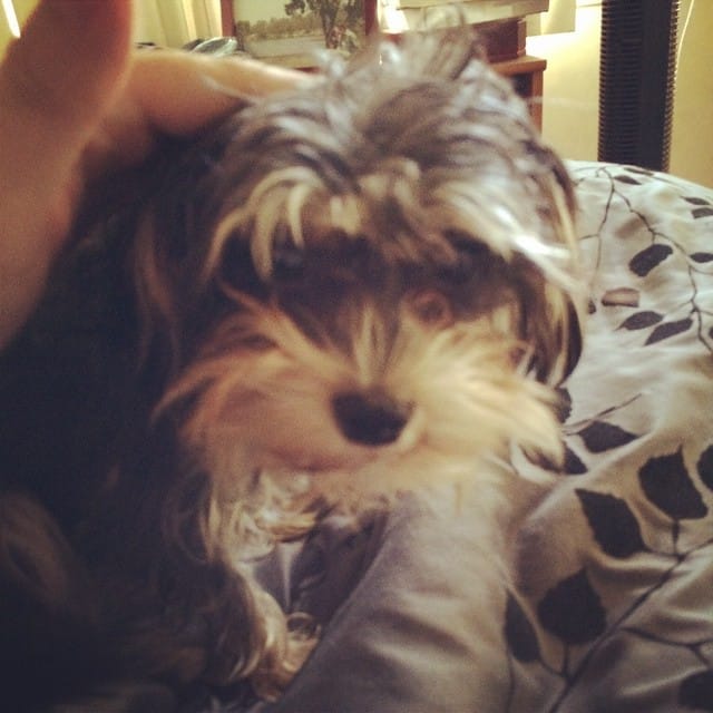 Twinkle the #schnauzer #dog Post image