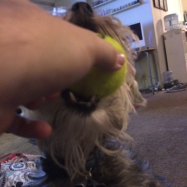 You just say "ball" to him and he'll find the nearest one and wanna play with it. #dog #schnauzer Post image