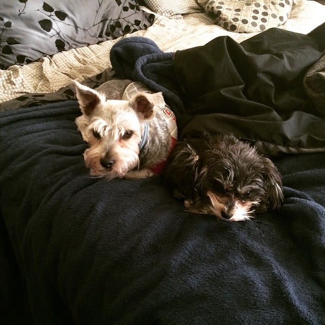 my dogs Lincoln & Twinkle. If they could talk they would say they don't like one another. They bite, bicker and bark but when you catch them like this Post image