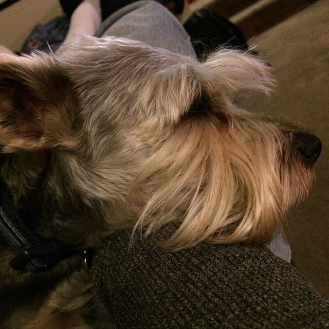 Sweet lil guy. #schnauzer #yorkie #dog #dogsofinstagram Post image