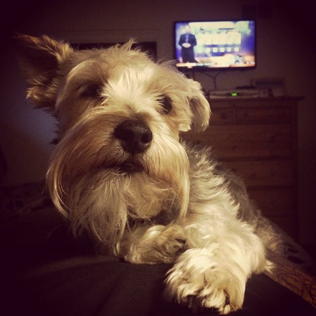 Good Morning Mr. Lincoln! #dog #dogsofinstagram #schnauzer Post image