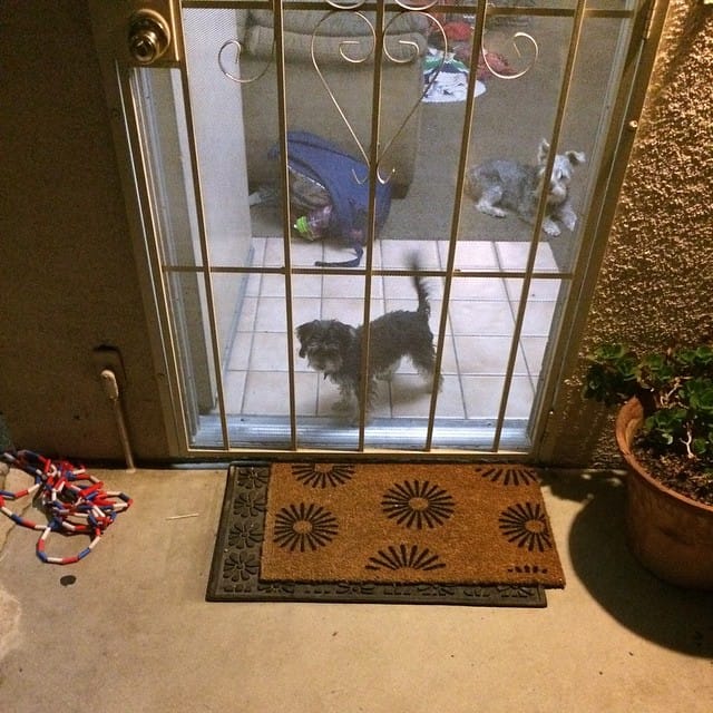 The #dogs watching us #jumprope outside. Post image