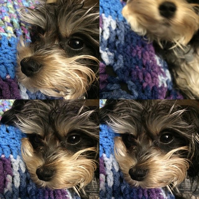 #twinkle #yorkie #dog Post image