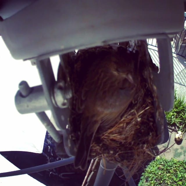 Good morning Momma Bird http://youtu.be/xqHeAbeRAHw Post image