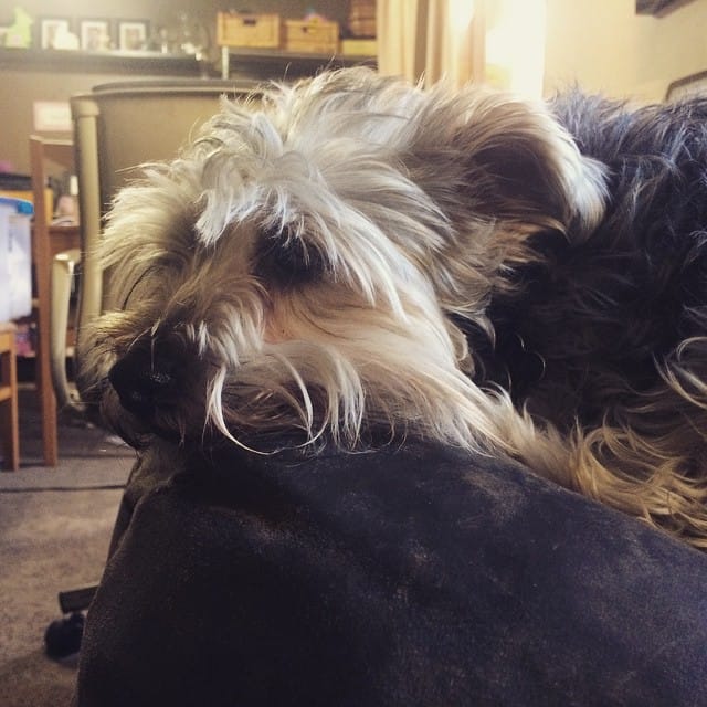 My little buddy Lincoln resting on the arm of the couch. #schnauzer #lincoln #dogsofinstagram #dog my #puppy always Post image