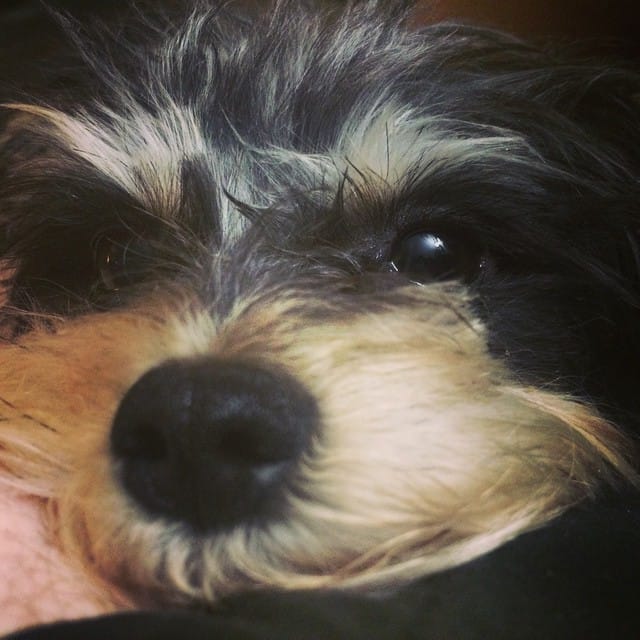 Little Ms Twinkle the Post image