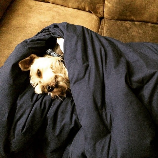 He thinks he's a people Post image