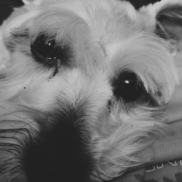 That's my dog Post image
