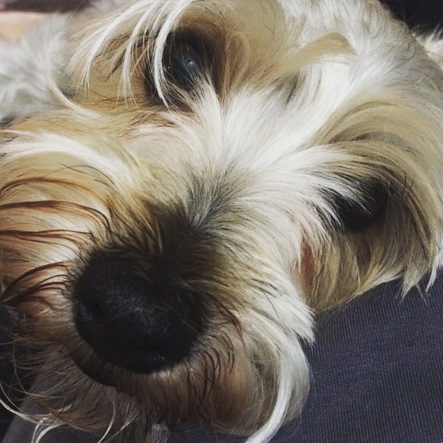 Love this little face Post image