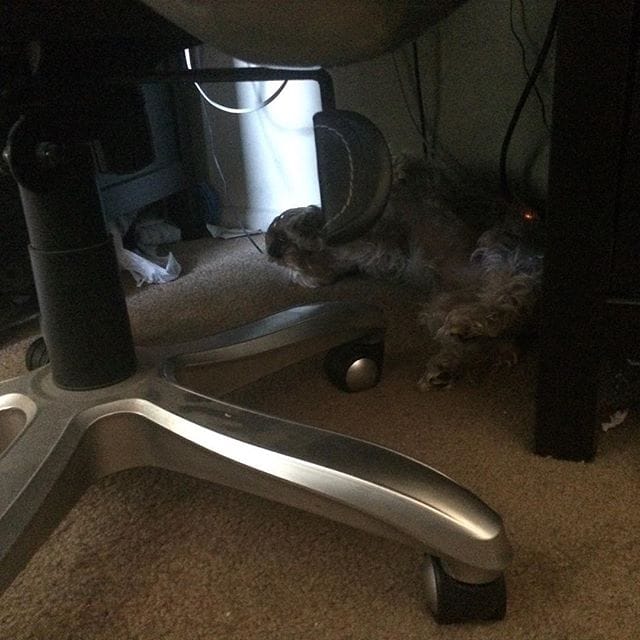 Lincoln my likes to sleep underneath my desk, silly boy! Post image