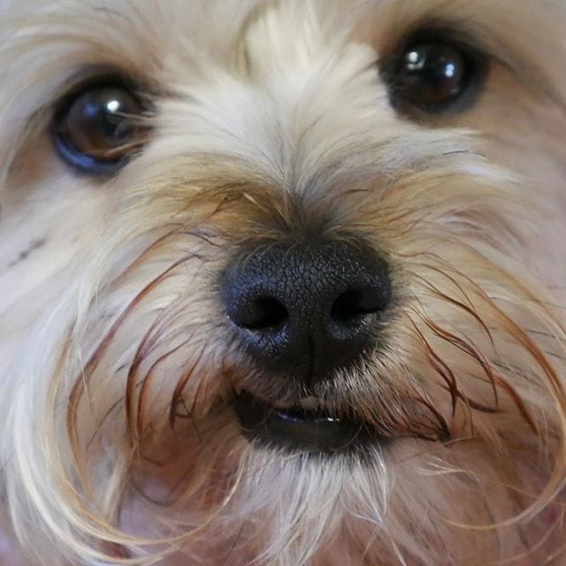 First Dog Photo with the new DMC-G7 Post image