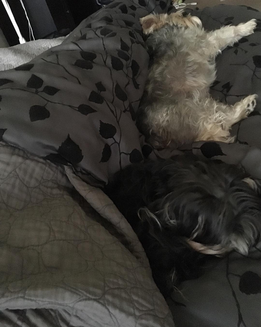 I woke up this morning to these two squished up next to me Post image