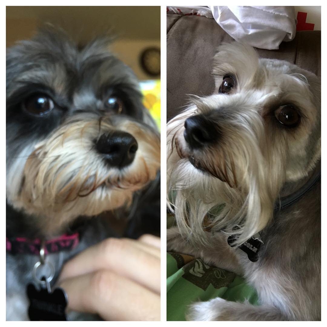 The dogs got their hair cut today Post image