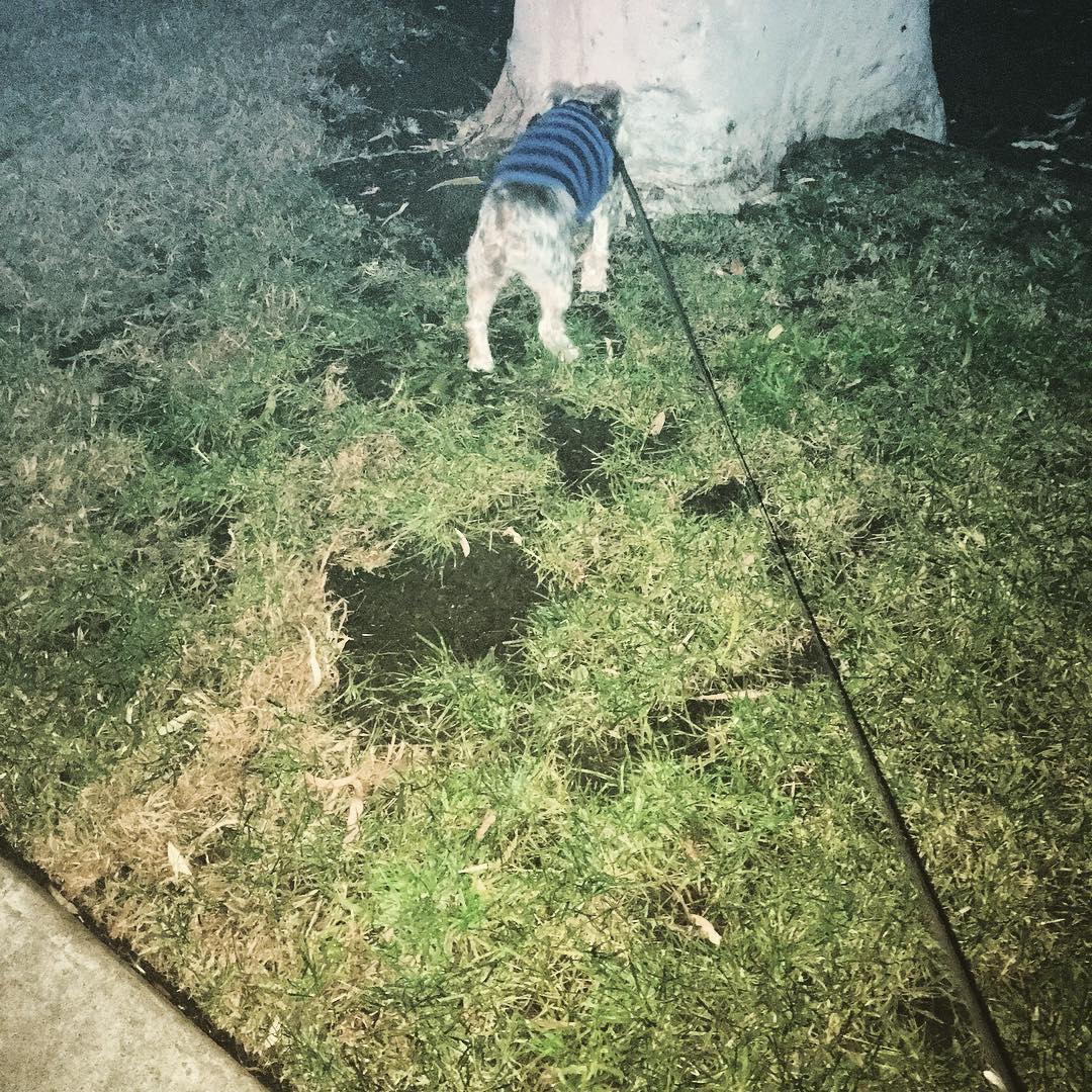 Said dog being walked Post image