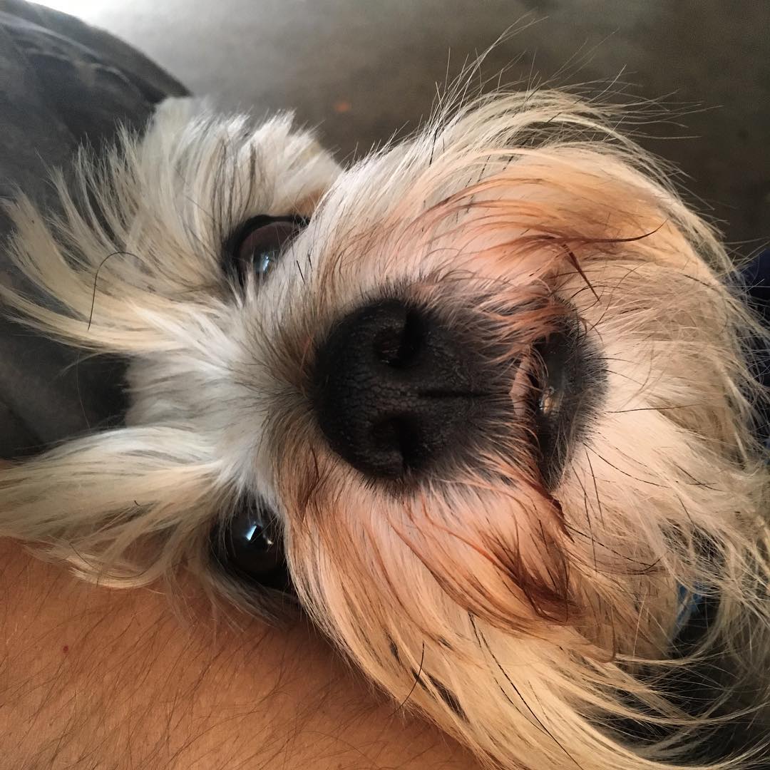 my dog Lincoln the Post image