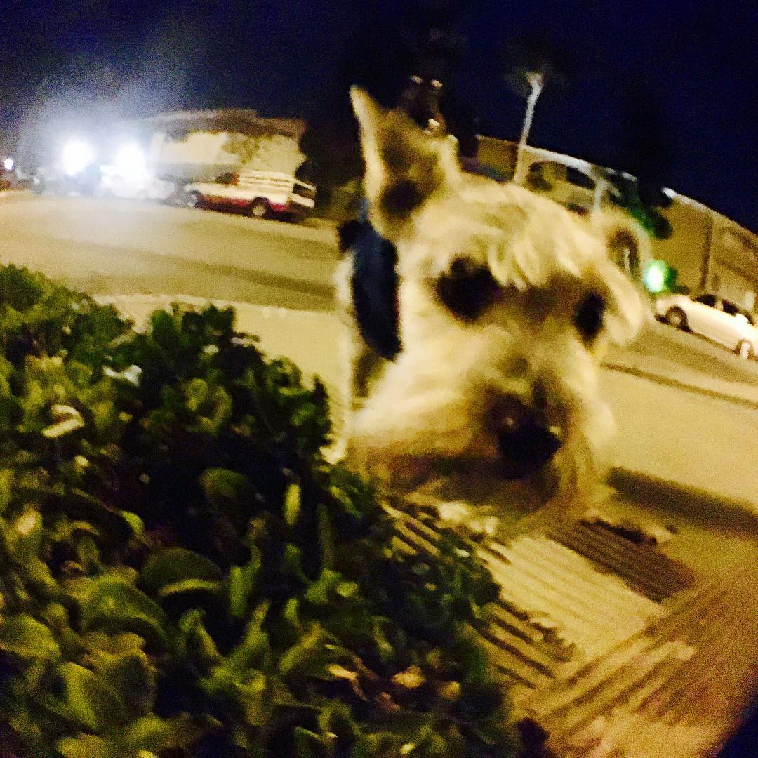 The weird stuff I do while taking the dog for a walk Post image