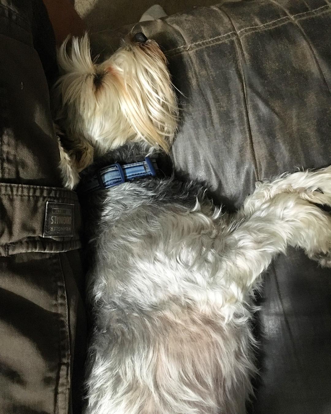 I looked down and this lil guy is being squished. Silly dog Post image