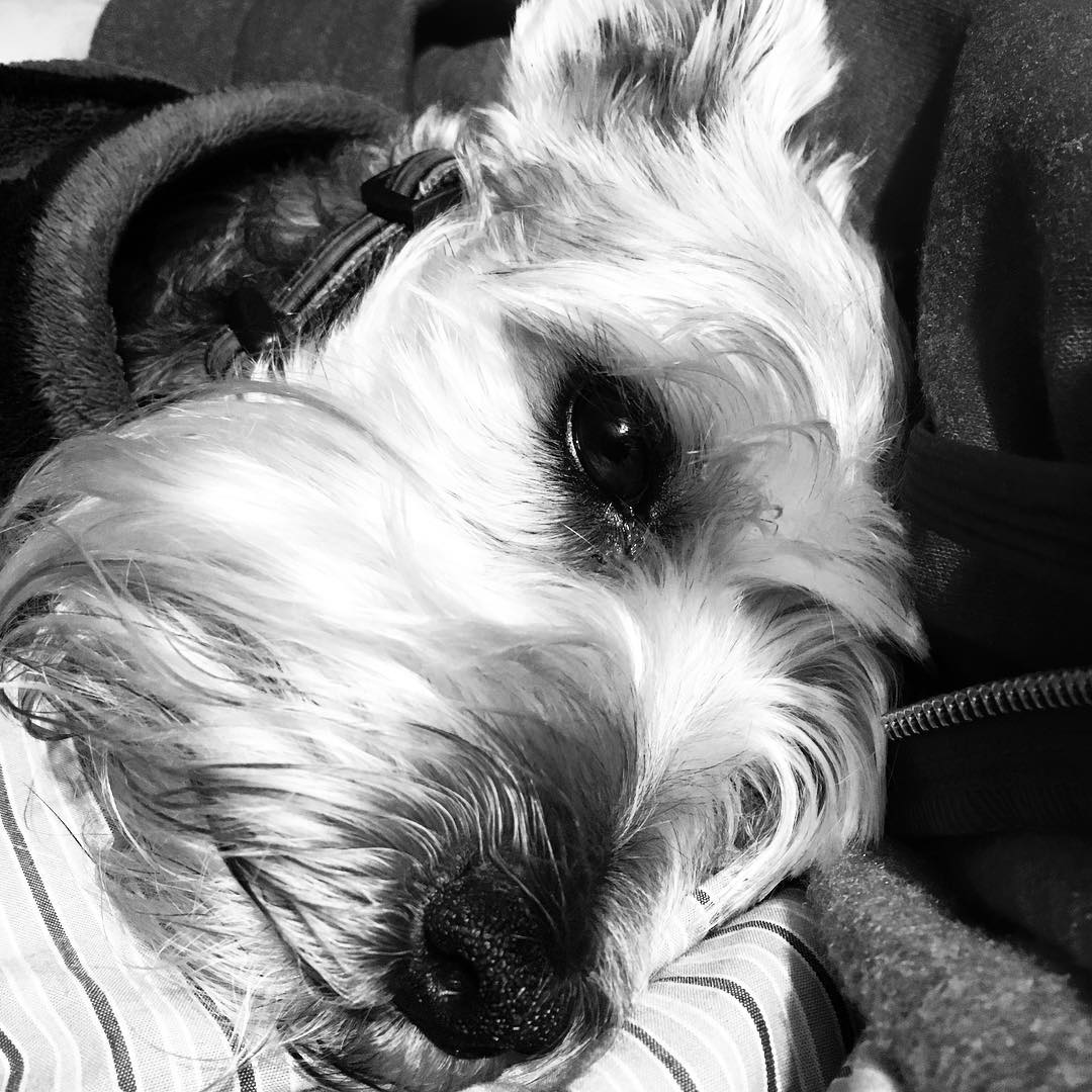 My sweet lil boy Post image