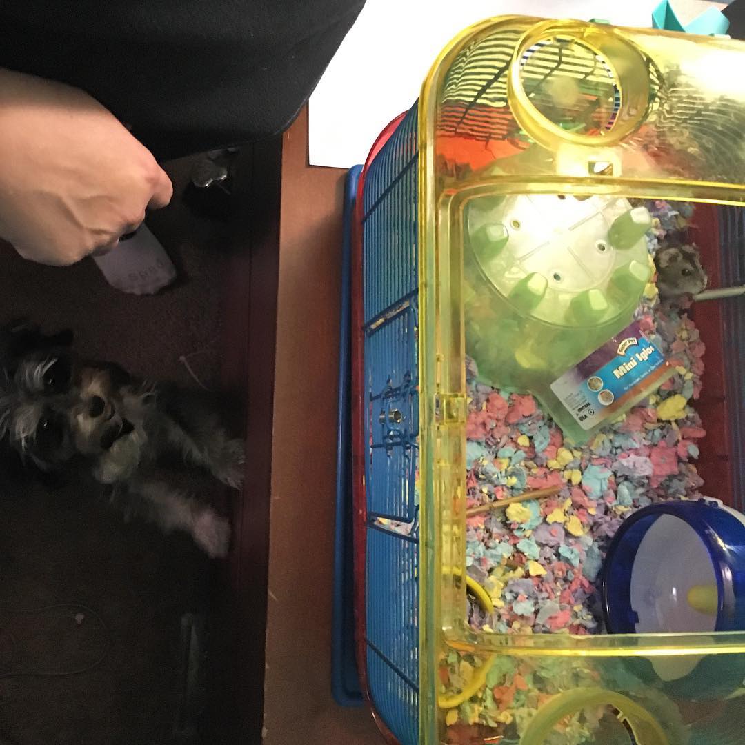 Twinkle really wants to get to our hamster Post image