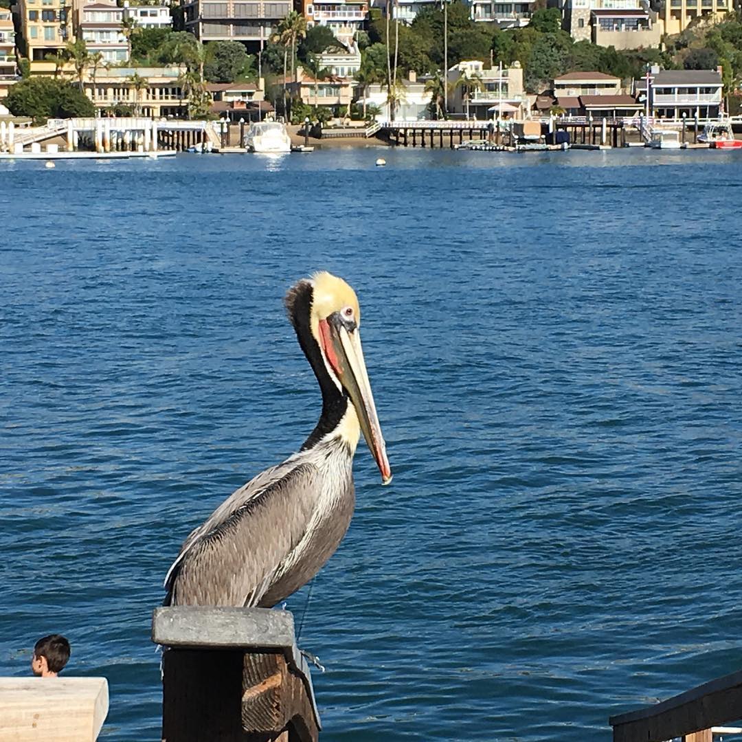 Bird Post image