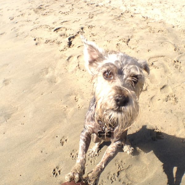 Lincoln at the Dog Beach