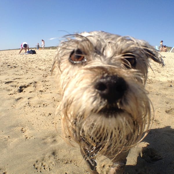 Sandy Doggie