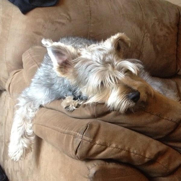 Sleepy Lincoln the #schnauzer