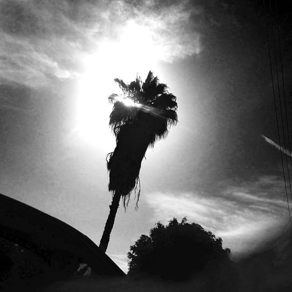 Summer Lovin' #palmtree #sun #summer #whittier