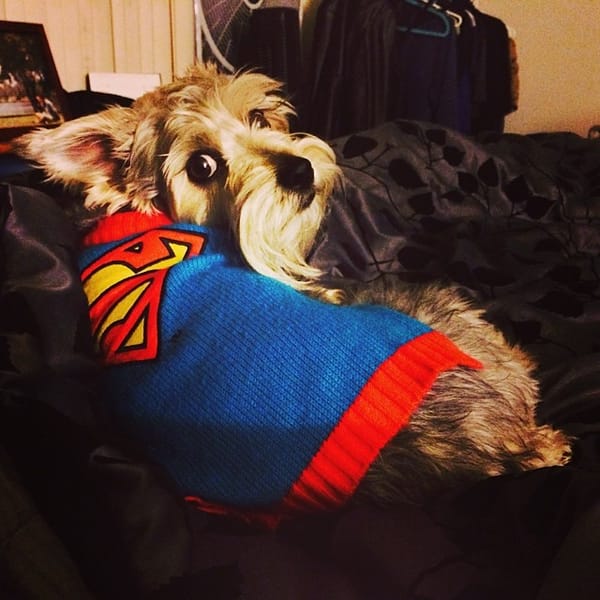 When I'm sick he is my protector. Super Lincoln indeed! #schnauzer #dogclothes