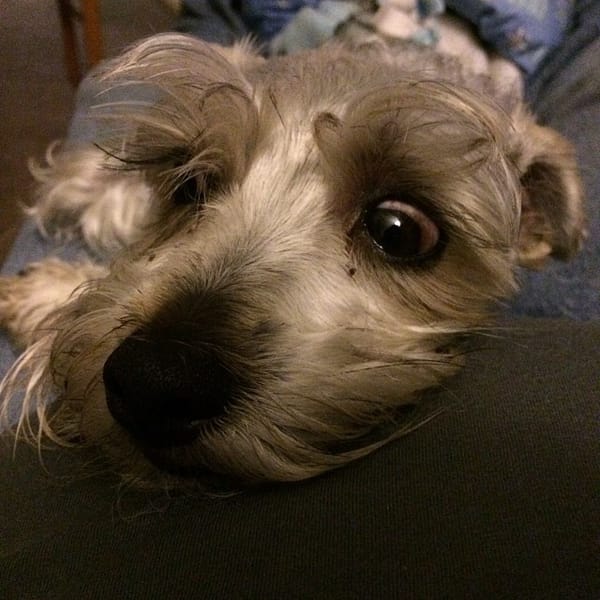 "What was that?!?" #schnauzer named Lincoln