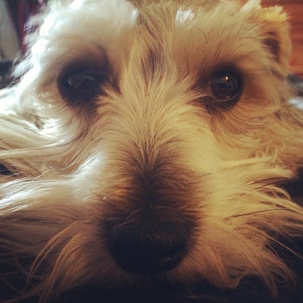 My dear Lincoln the #schnauzer