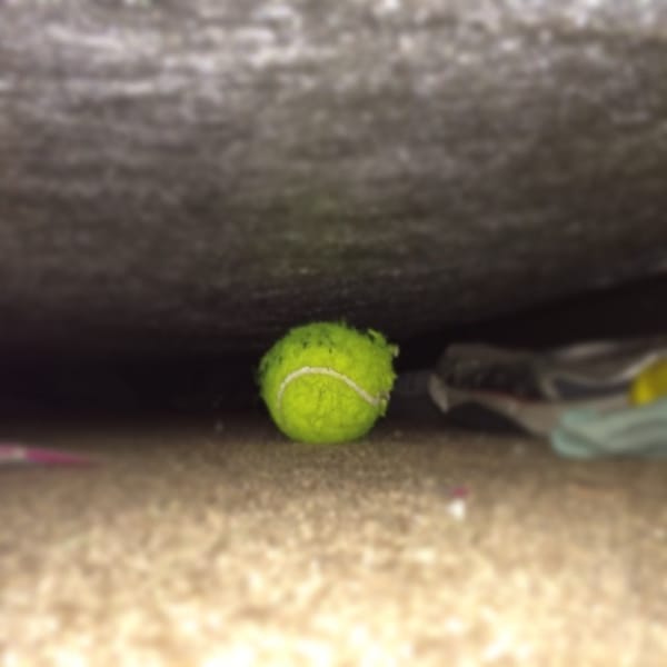 My dog says "my ball is 'under' the bed" ok man, I got it. #365