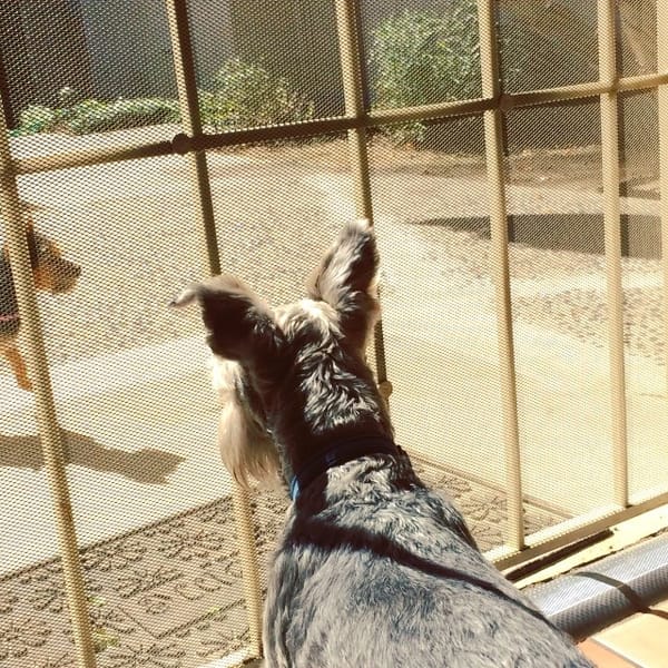 Lincoln meets the neighbor's dog #schnauzer #dog