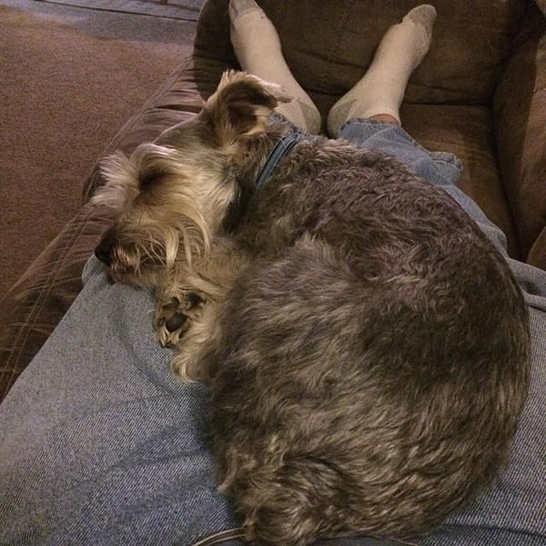 Crashed out on my lap. Poor lil Lincoln the #schnauzer is tired