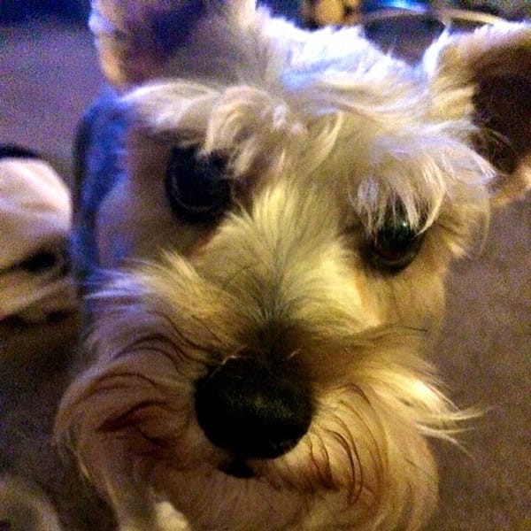 Hello Mr Lincoln! #schnauzer #dog