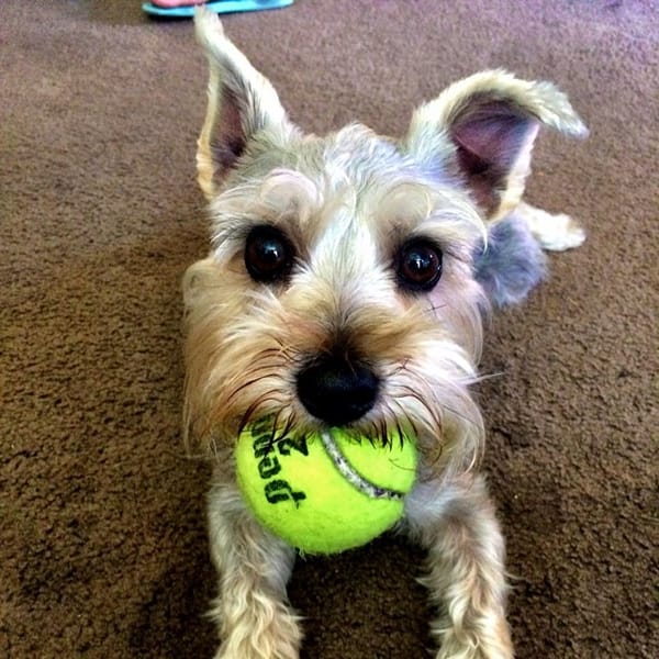 Lincoln our #schnauzer #dog