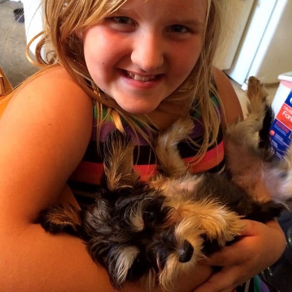 Jessalyn and Twinkle #yorkie #schnauzer #dog #puppy