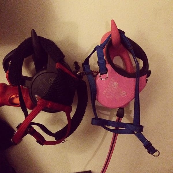 His and hers dog leashes and harnesses #schnauzer
