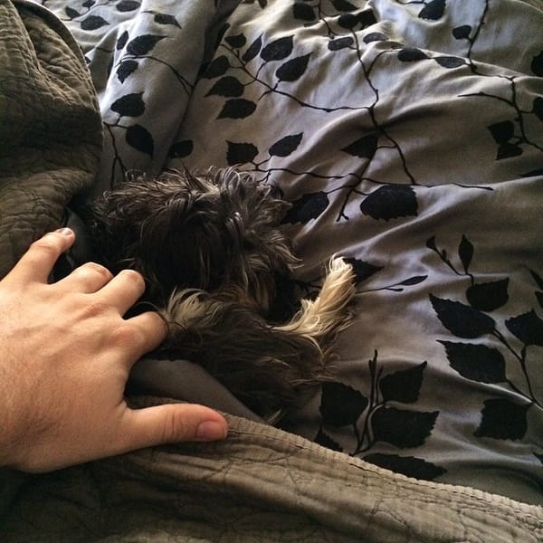My little girl Twinkle getting those last few Zzzz's in before having to get up to watch me get ready for work. #schnauzer #dog