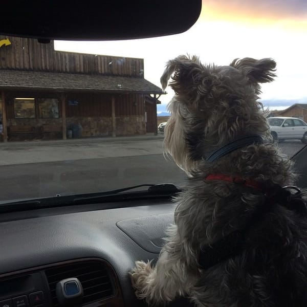 He thinks that he is king of the world. #schnauzer
