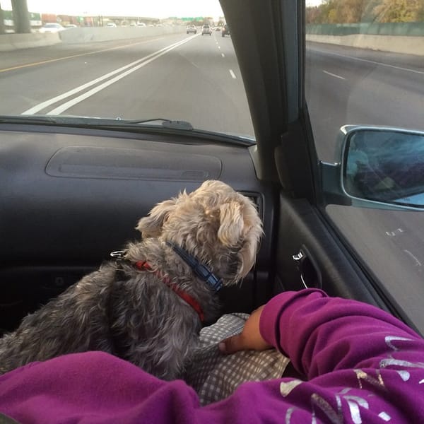 Lincoln one of our two #schnauzer dominating the front seat as usual. #dog #roadtrip #wearenothereyet