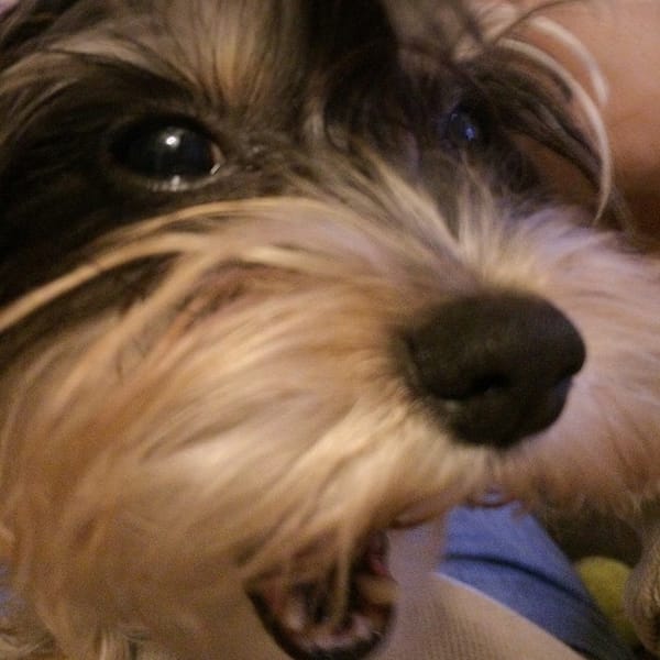 This pic pretty much describes Twinkle. Cute yet willing to bite you head off. #yorkie #dog
