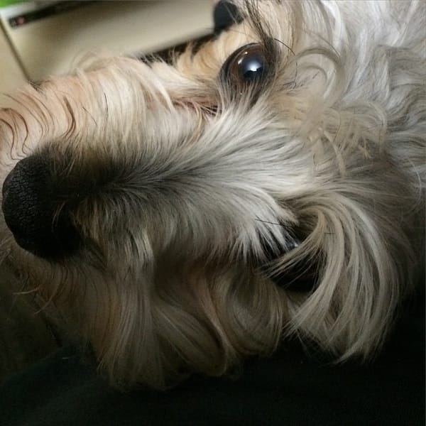 Hello Mr. Eyebrows #schnauzer #dog #doggie #dogsofinstagram