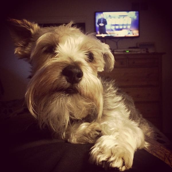 Good Morning Mr. Lincoln! #dog #dogsofinstagram #schnauzer