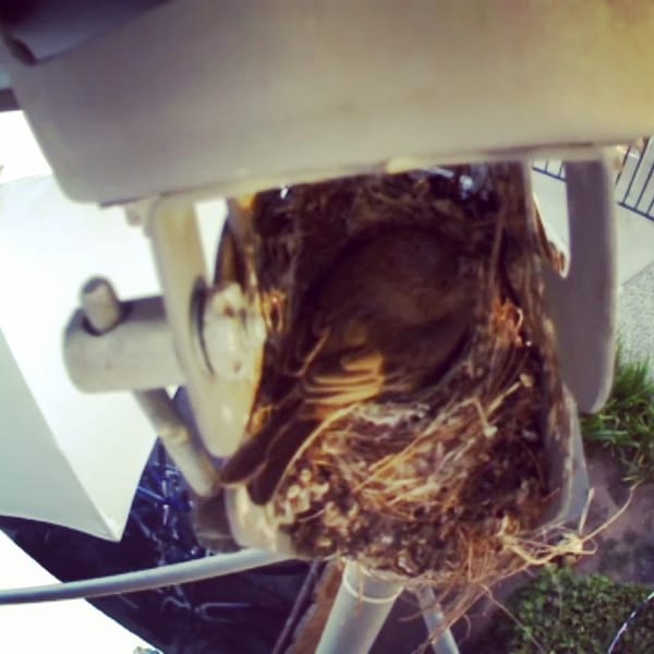 Out momma bird house finch is awake and looking at stuff. We've been streaming a live webcam all week of her nest and the 5 eggs inside. #birdwatcher 