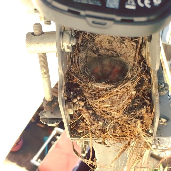 The baby House Finch make cute little noises #bird #birdwatcher #birdwatching #eggs #nest #finch #momma #birdies
